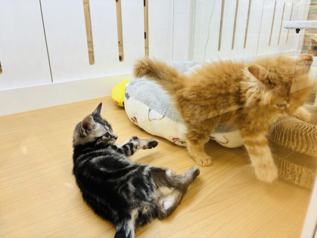 アメリカンショートヘア