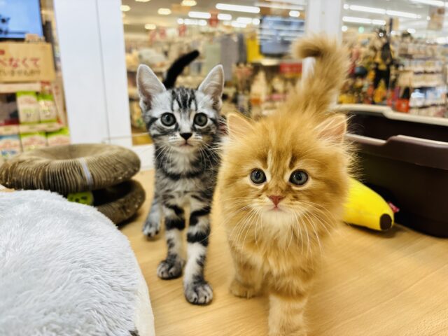 アメリカンショートヘア