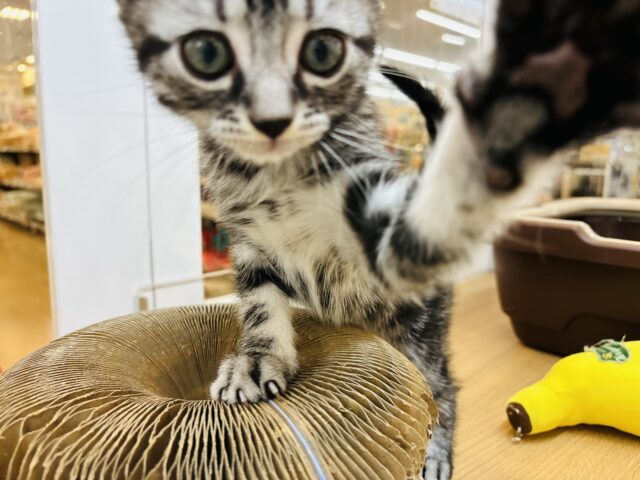 アメリカンショートヘア