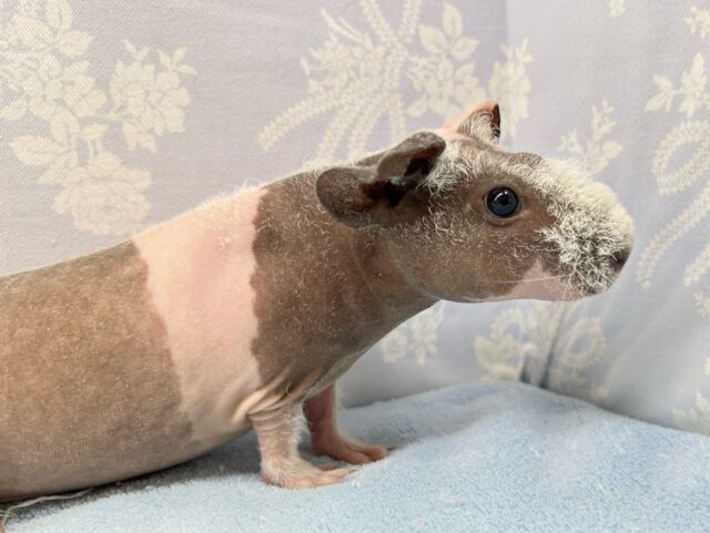 スキニーギニアピッグ