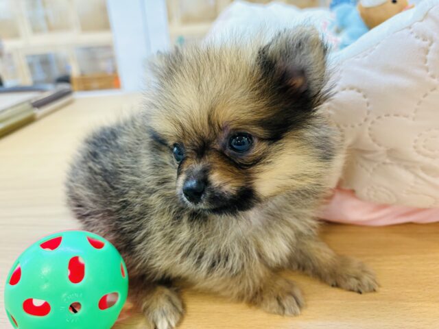 ポメラニアン