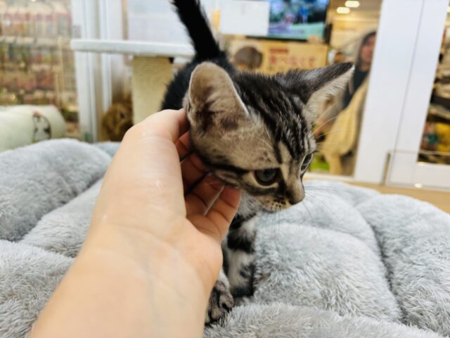 アメリカンショートヘア