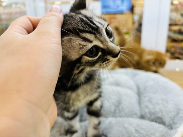 アメリカンショートヘア