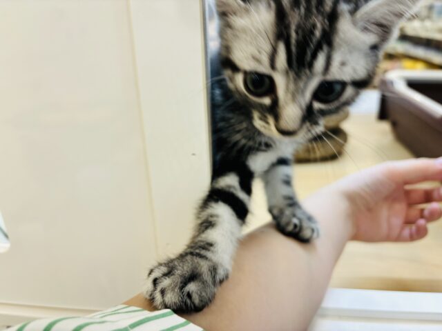 アメリカンショートヘア