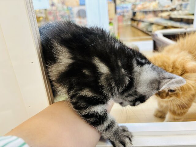 アメリカンショートヘア