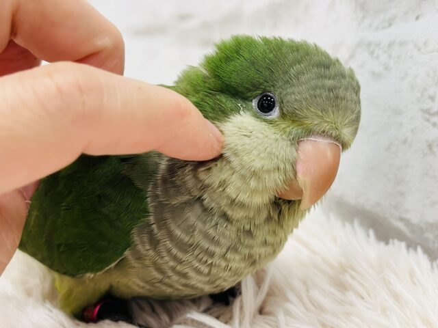 オキナインコ