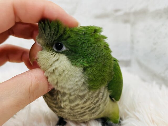オキナインコ
