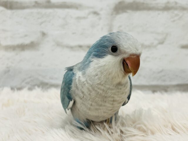 【最新画像更新🪄】イチオシカラー♡ブルー界の天使です🧚♂️オキナインコ(ブルーオパーリン) ヒナ オキナインコ