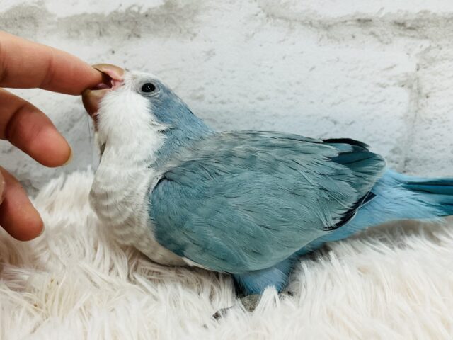 【最新画像更新🪄】イチオシカラー♡ブルー界の天使です🧚♂️オキナインコ(ブルーオパーリン) ヒナ オキナインコ