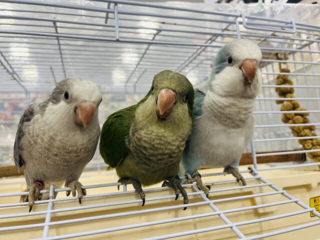 【最新画像更新🪄】イチオシカラー♡ブルー界の天使です🧚♂️オキナインコ(ブルーオパーリン) ヒナ オキナインコ