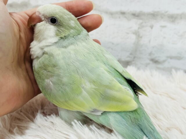 オキナインコ