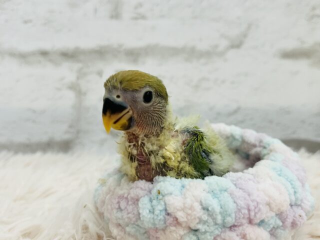 コザクラインコ（小桜インコ）