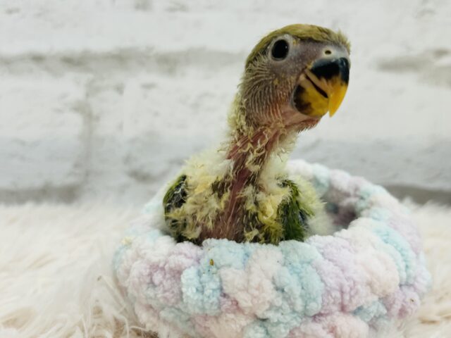 コザクラインコ（小桜インコ）