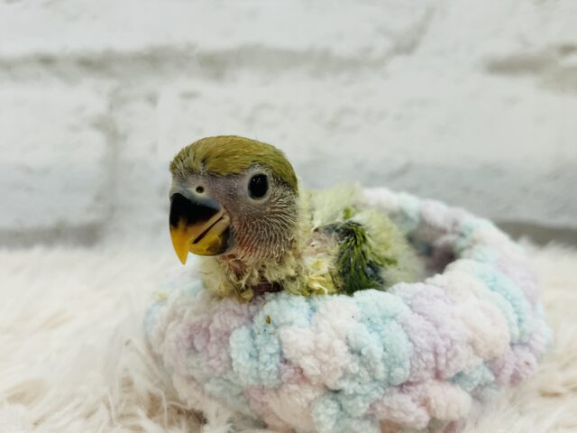 コザクラインコ（小桜インコ）