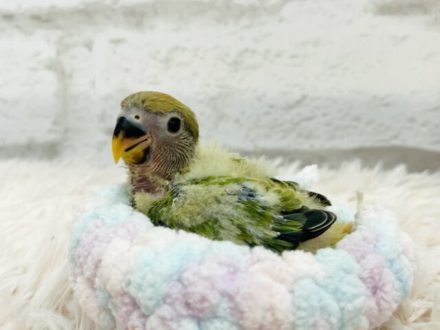 コザクラインコ（小桜インコ）