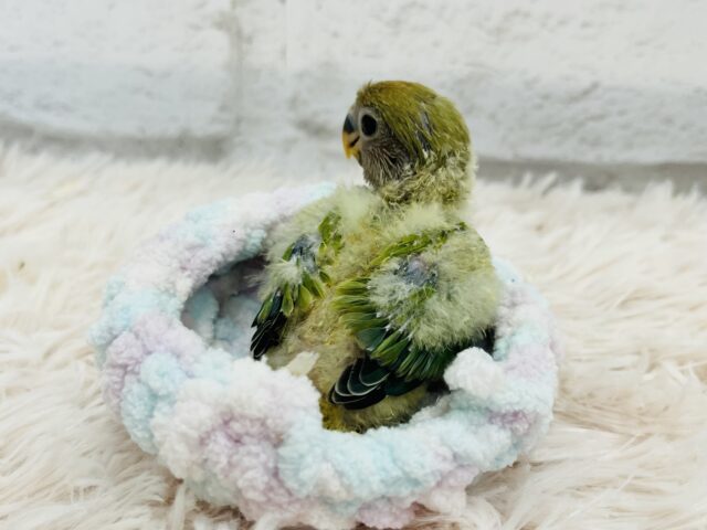 コザクラインコ（小桜インコ）