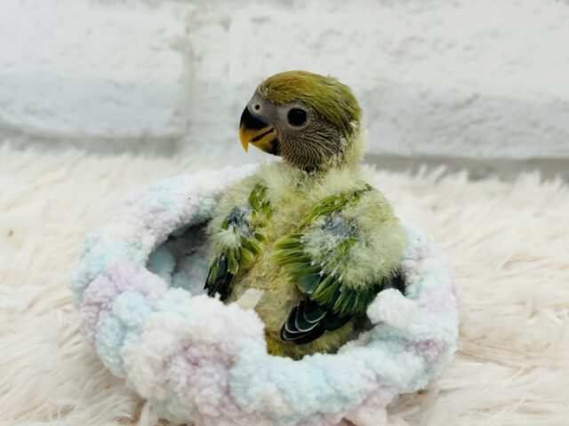 コザクラインコ（小桜インコ）