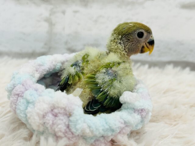 コザクラインコ（小桜インコ）