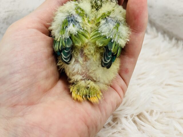 コザクラインコ（小桜インコ）
