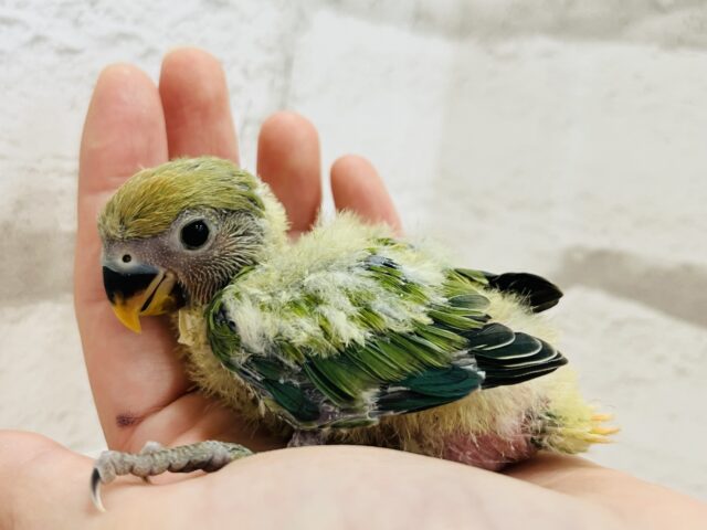 コザクラインコ（小桜インコ）