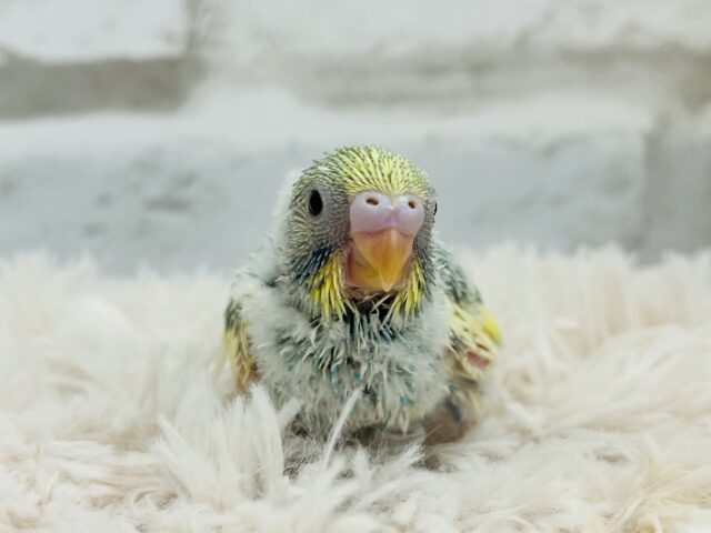 セキセイインコ