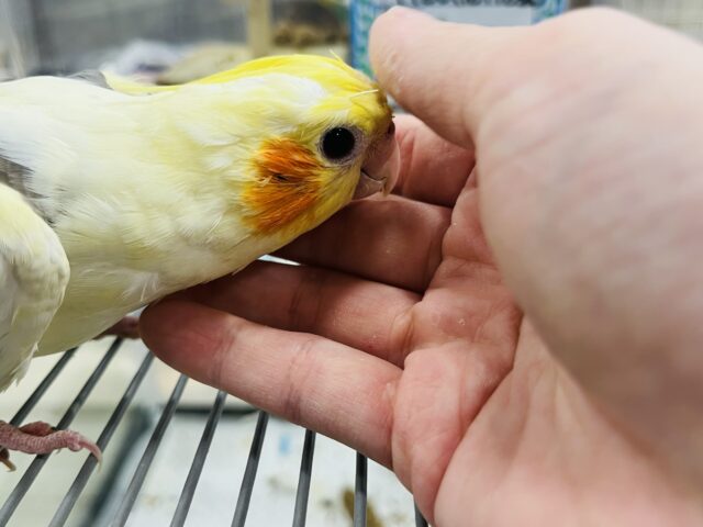 オカメインコ