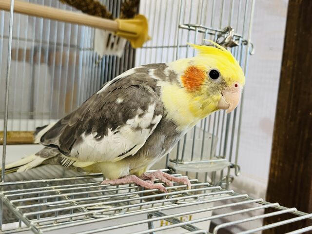 オカメインコ