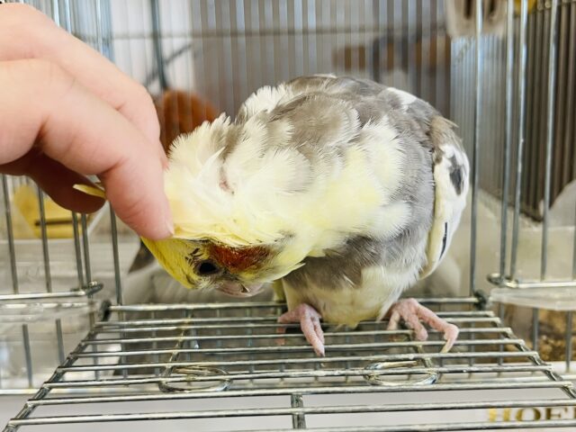 オカメインコ