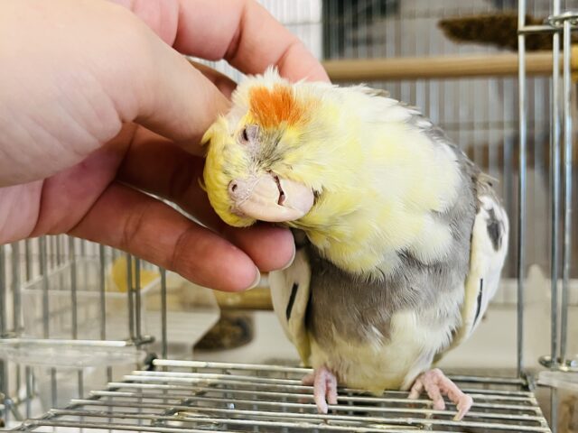 オカメインコ