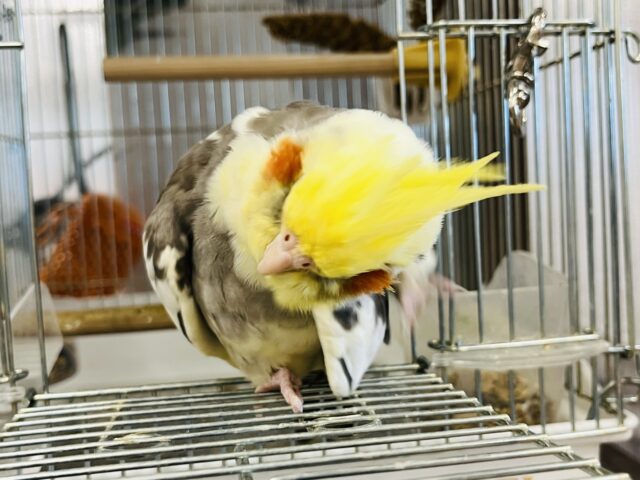 オカメインコ