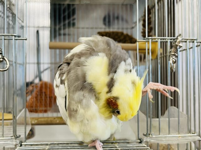 オカメインコ