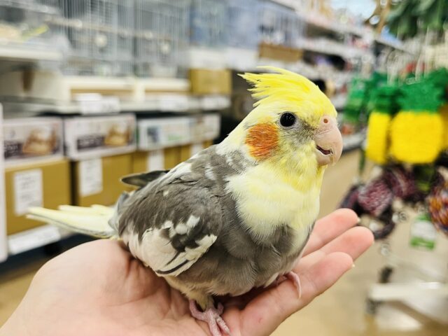 オカメインコ