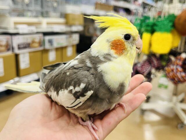 オカメインコ