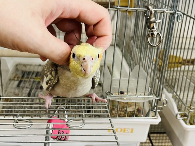 オカメインコ