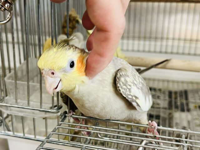 オカメインコ