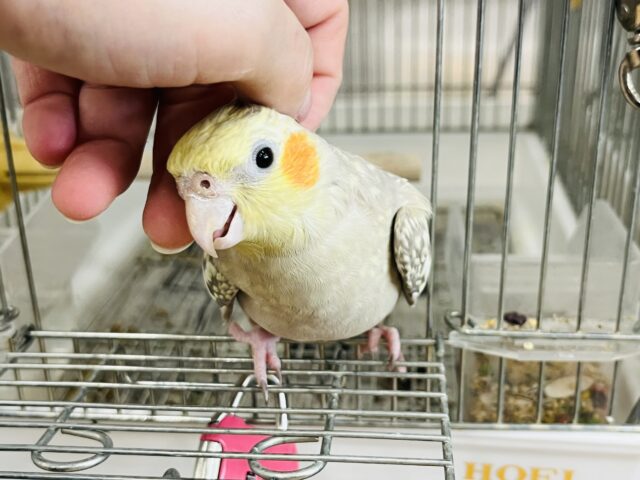 オカメインコ