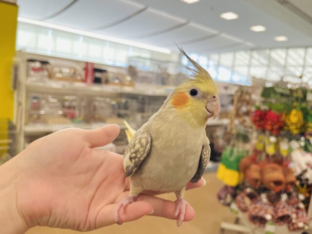 オカメインコ