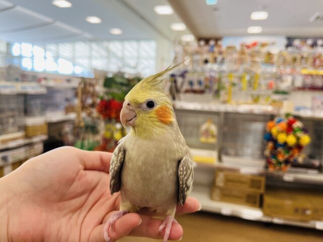 オカメインコ