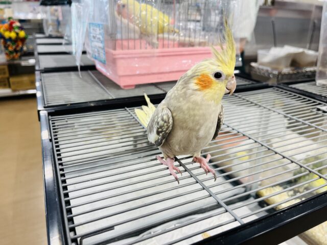 オカメインコ
