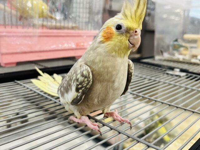 オカメインコ