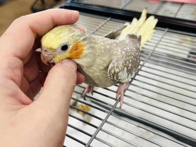 オカメインコ