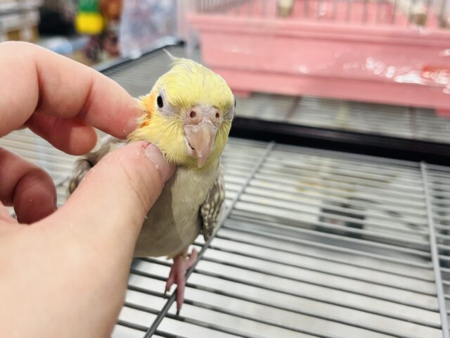 オカメインコ