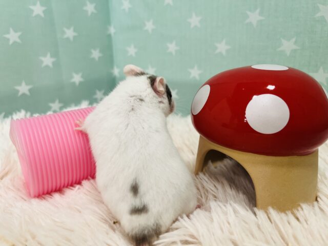 ゴールデンハムスター