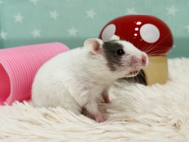 ゴールデンハムスター