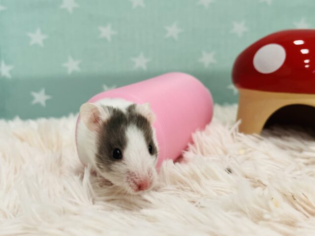 ゴールデンハムスター