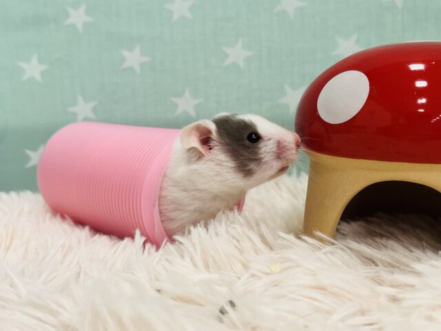 ゴールデンハムスター