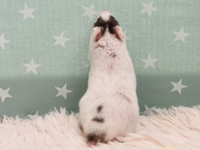 ゴールデンハムスター