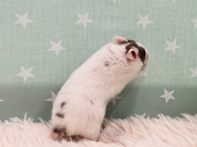 ゴールデンハムスター