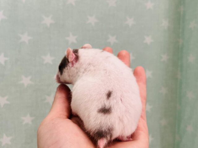 ゴールデンハムスター