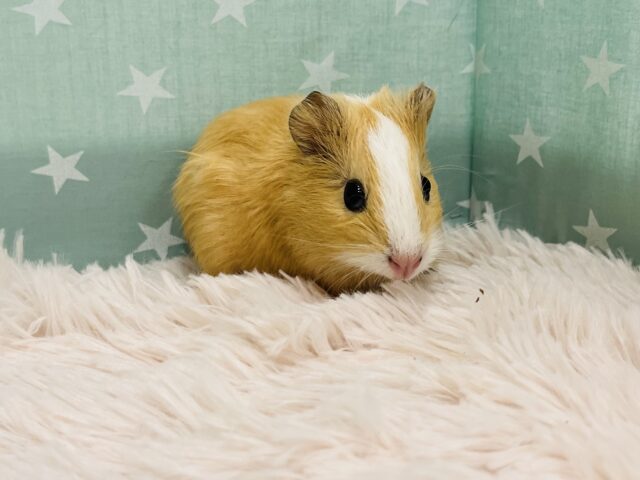 イングリッシュモルモット